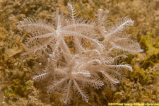 soft coral closeup
